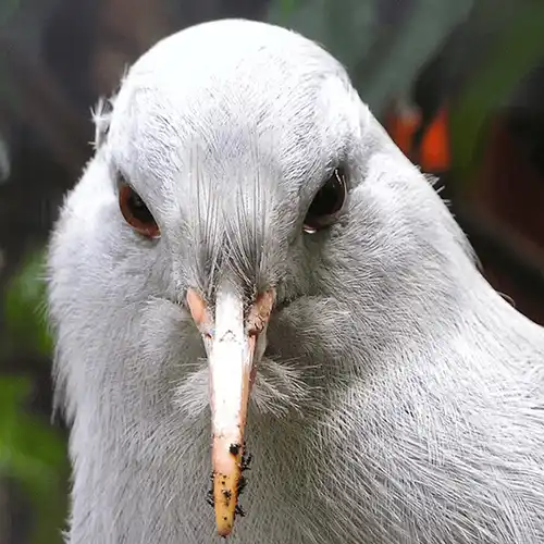 Kagu (Rhynochetos jubatus)