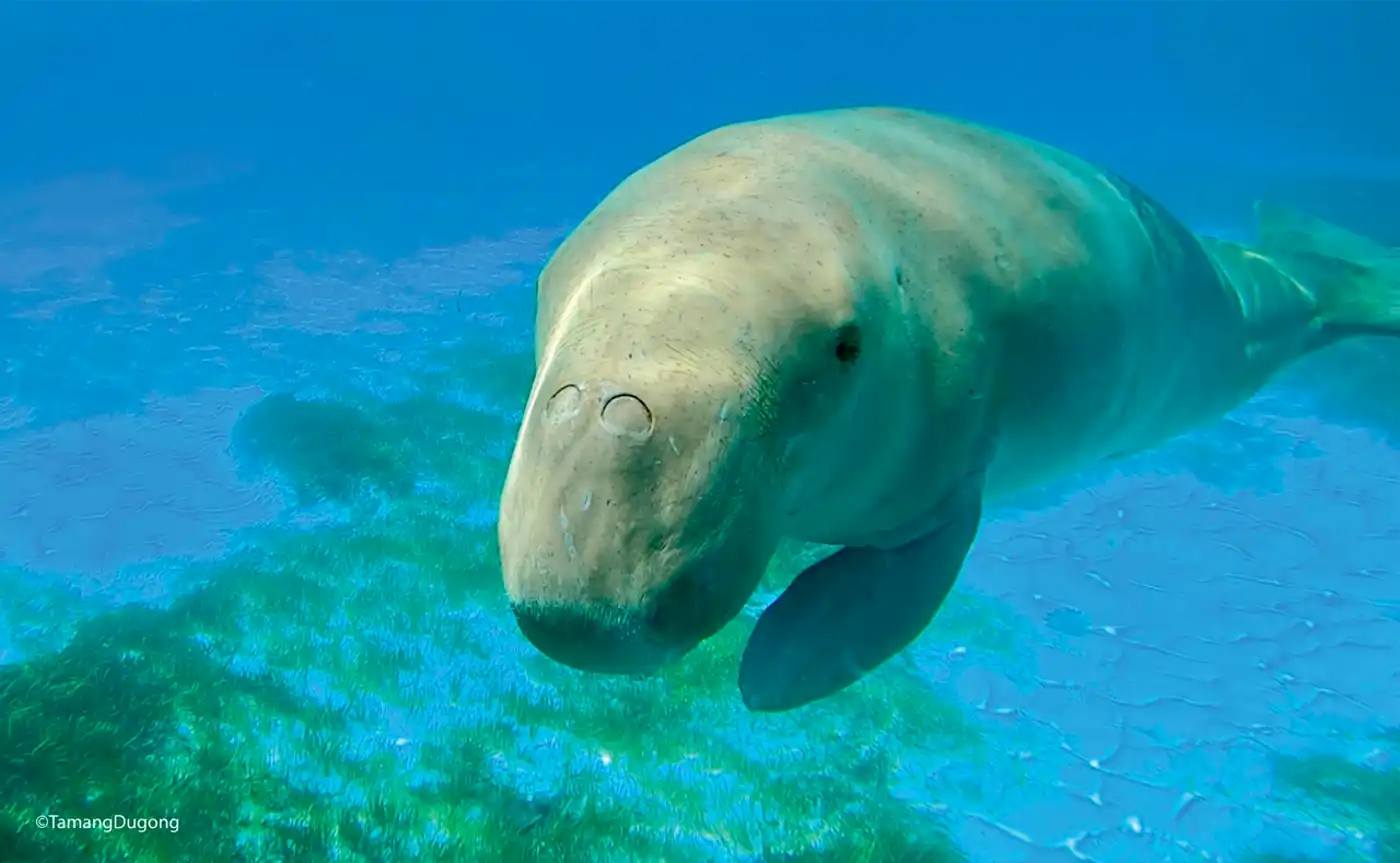 Protecting the Dugongs of Indonesia by Empowering Youth Conservation
