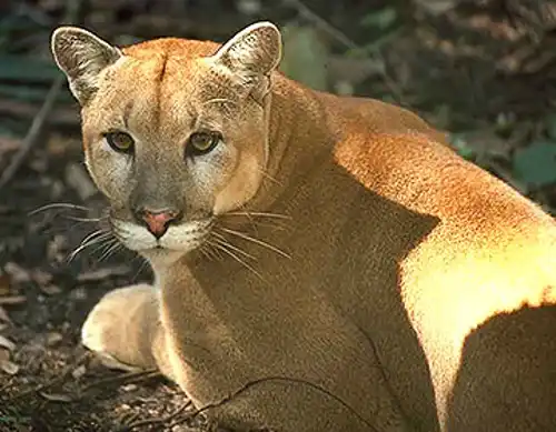Florida Panther (Puma concolor coryi)