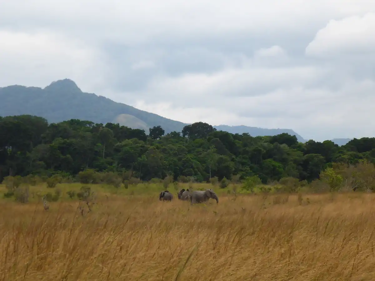 South Congolian Forest-Savannas & Coastal Scarp (AT13)