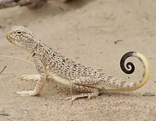 Toadhead agama (Phrynocephalus mystaceus)