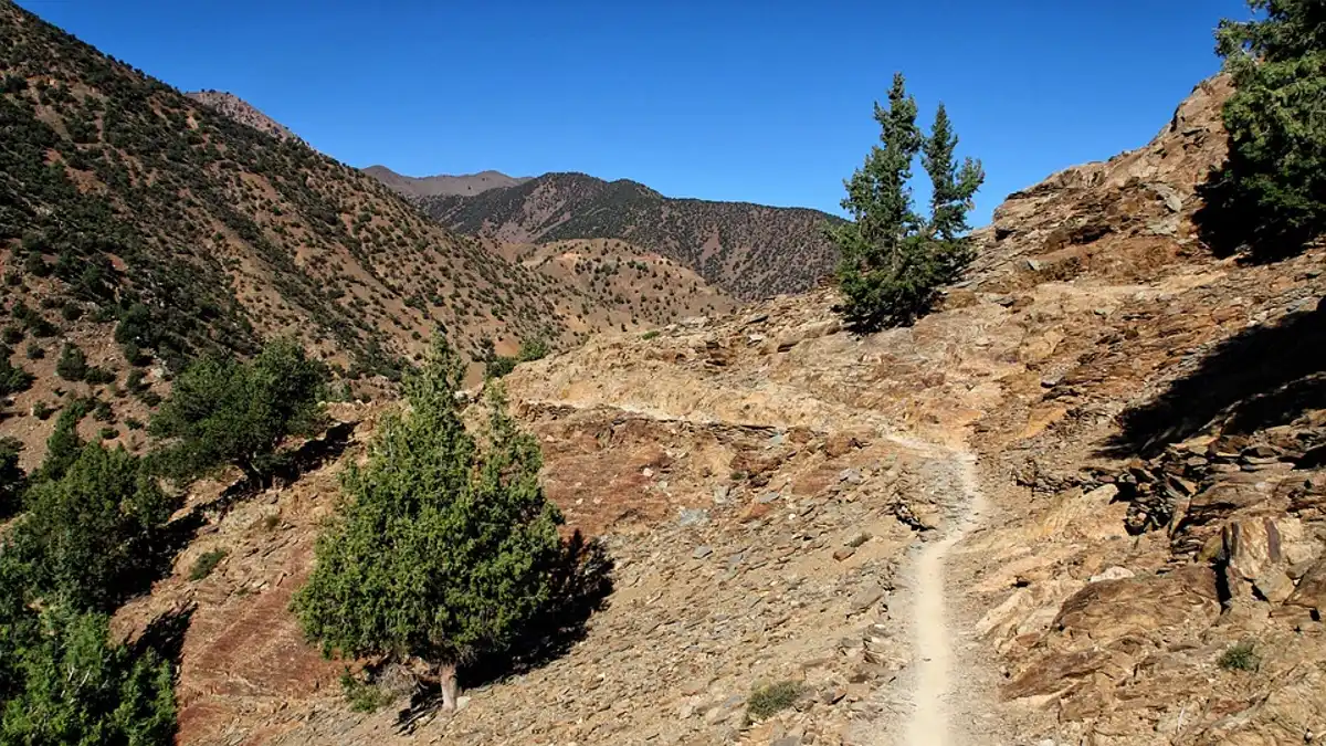 South Mediterranean Mixed Woodlands & Forests (PA23)