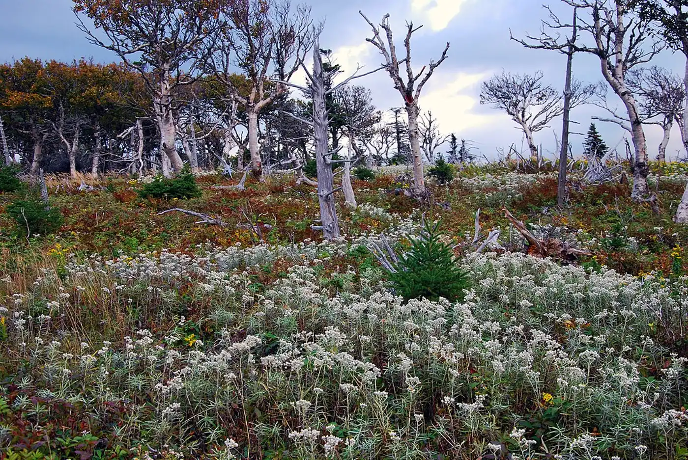 Northeastern American Mixed Forests (NA10)