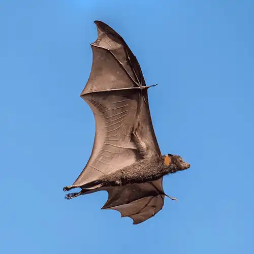 Pemba flying fox(Pteropus voeltzkowi)