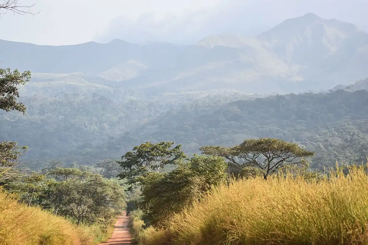 West African Coastal Forests & Savanna (AT19)