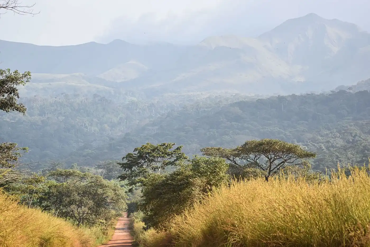 West African Coastal Forests & Savanna (AT19)