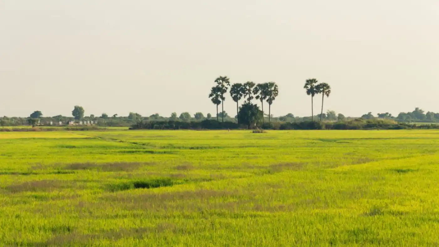 Indochina Mixed Forests & Peatlands (IM12)
