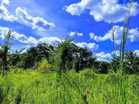 Rewilding a Conventional Cornfield in Rural Illinois into Native Biodiverse Natural System