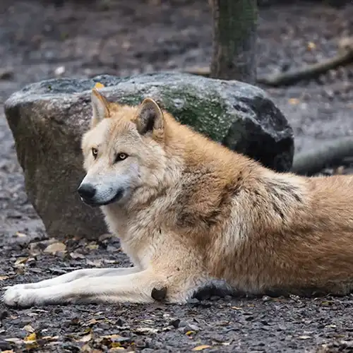 Eastern timber wolf (Canis lupus lycaon)