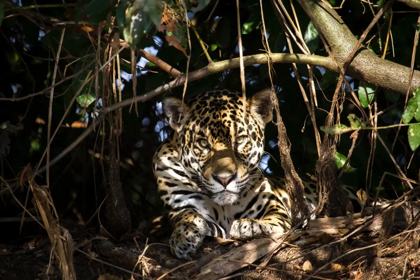 How rewilding just 20 species can restore ecosystems across almost one-quarter of the Earth’s land