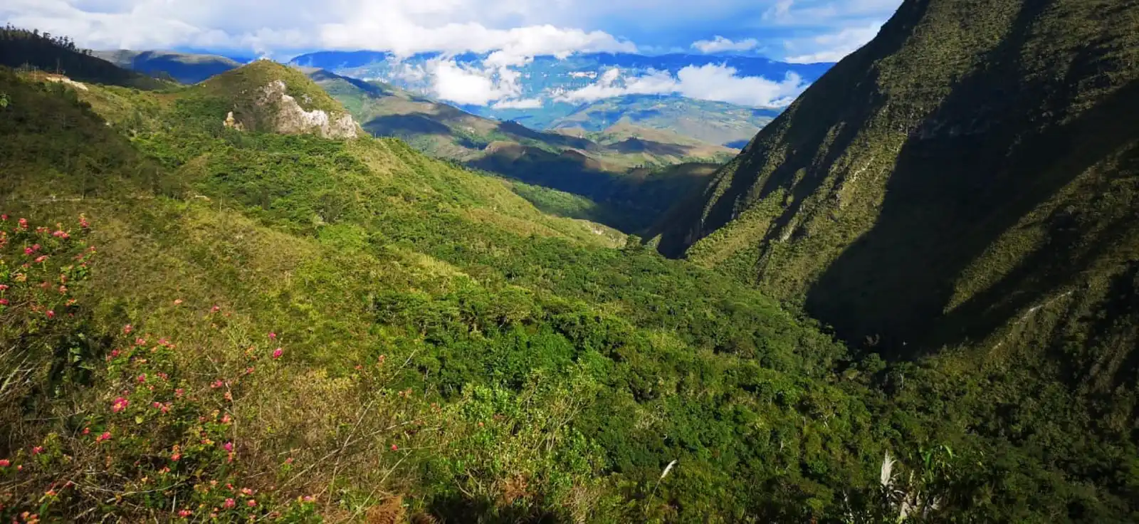 Global Forest Generation