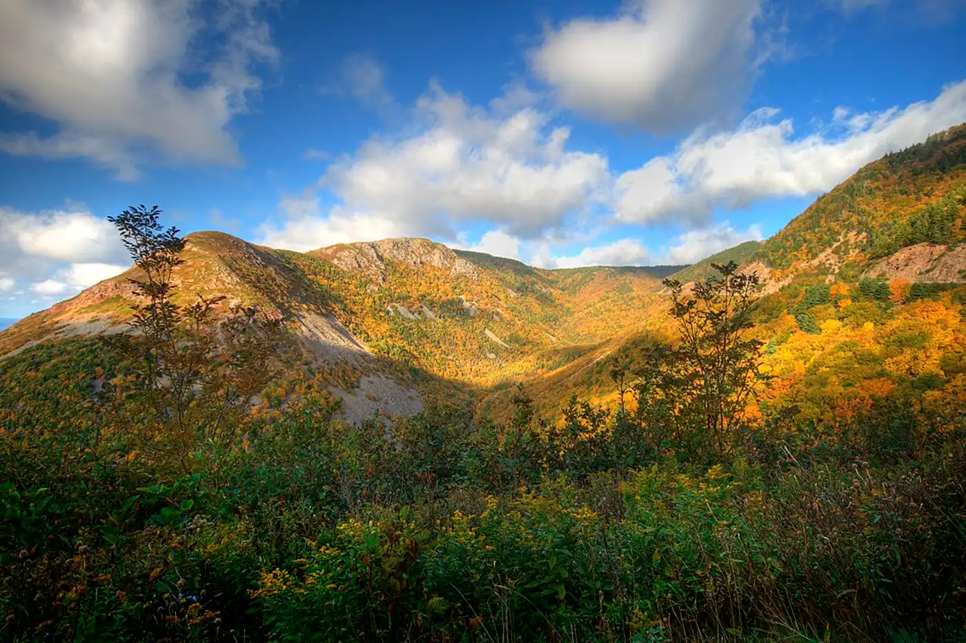 Northeastern American Mixed Forests (NA10)