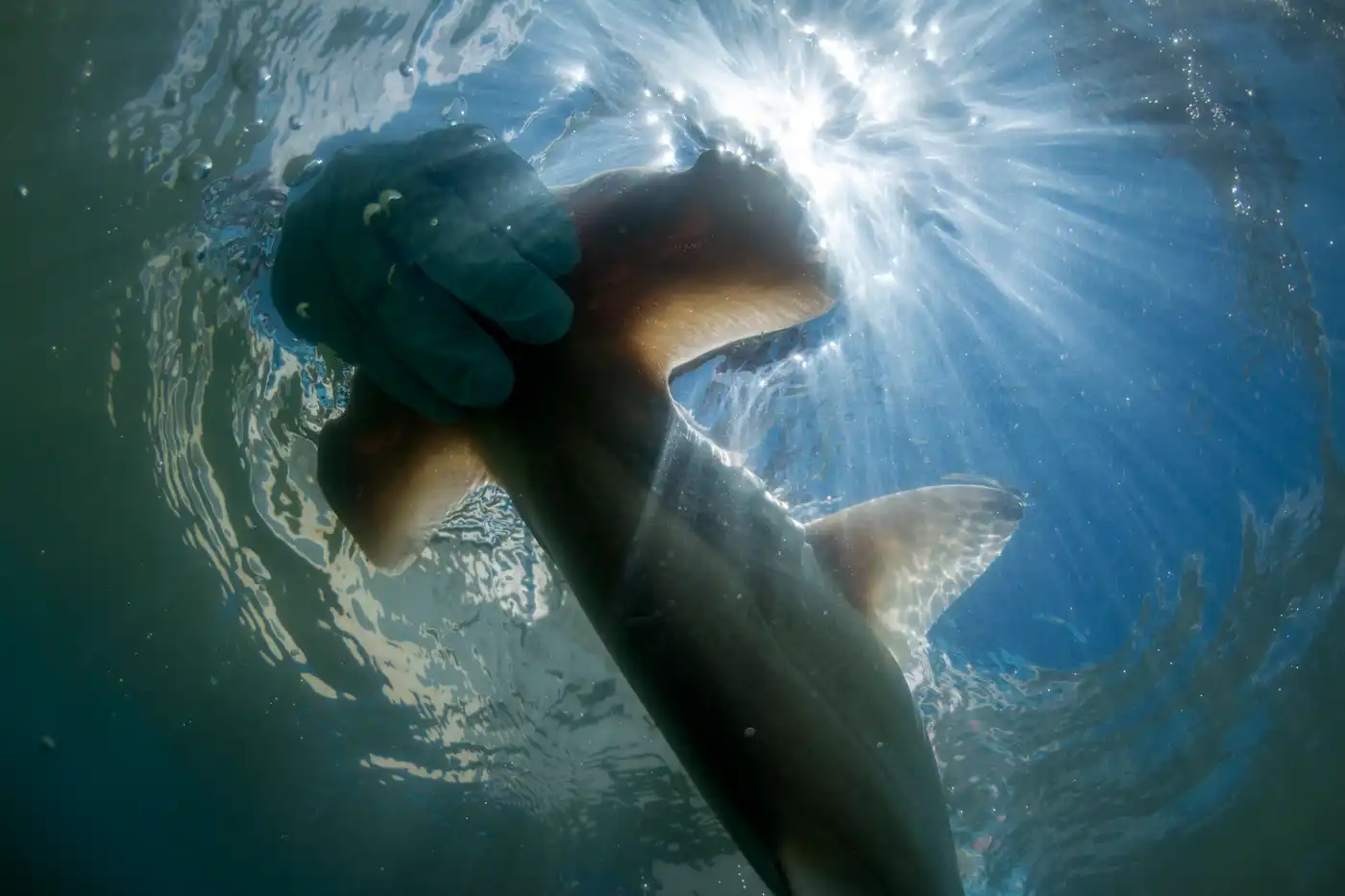 Revitalizing Wetlands for Endangered Hammerhead Sharks in Costa Rica