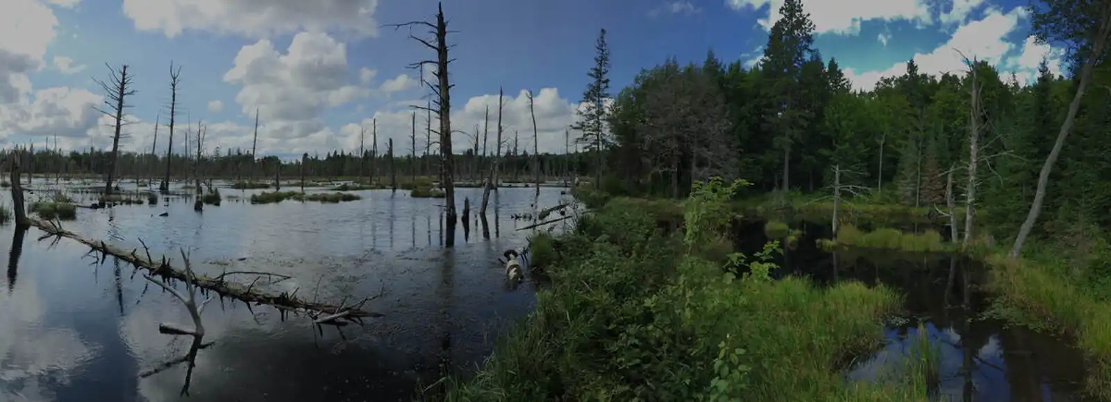 Superior Bio-Conservancy