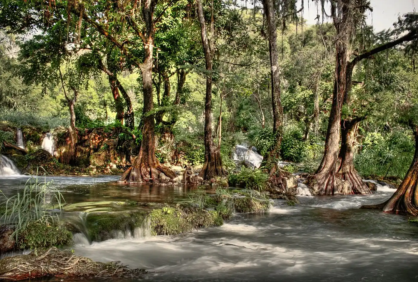 Yucatan & Veracruz Mixed Forests (NT27)