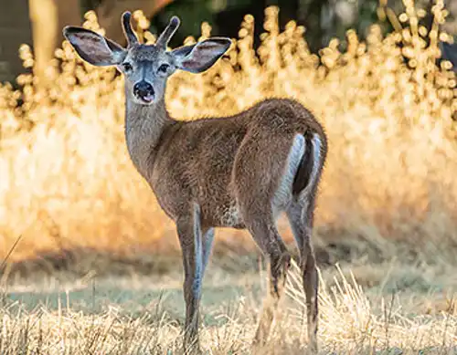 Black-tailed deer (Odocoileus hemionus)
