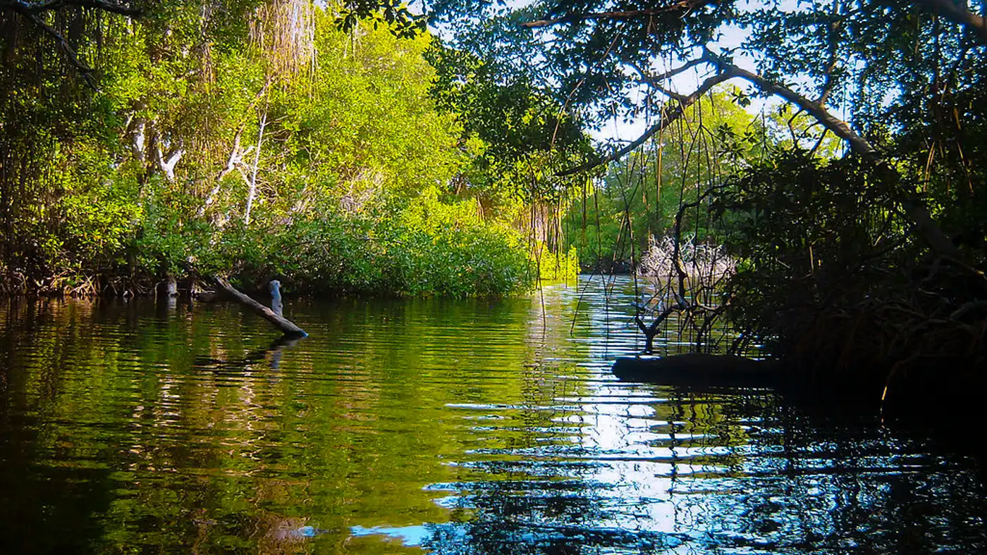 Amazon River Estuary (NT16)
