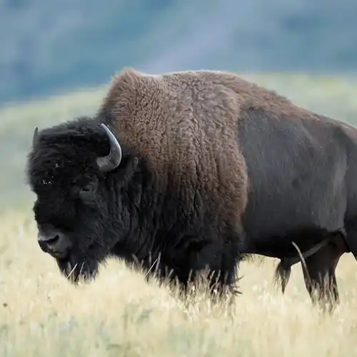 American bison (Bison bison)