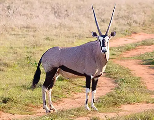 Gemsbok (Oryx gazella), or South African oryx
