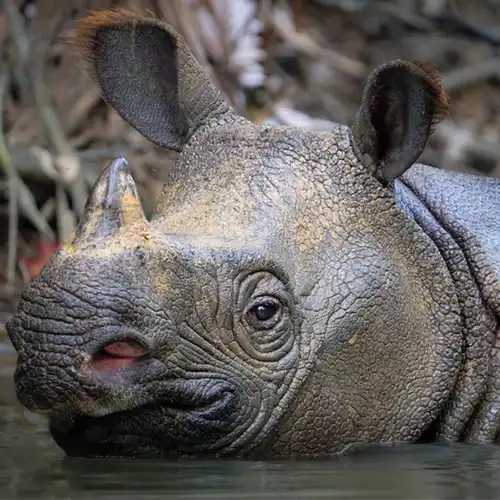 Javan rhinoceros (Rhinoceros sondaicus)