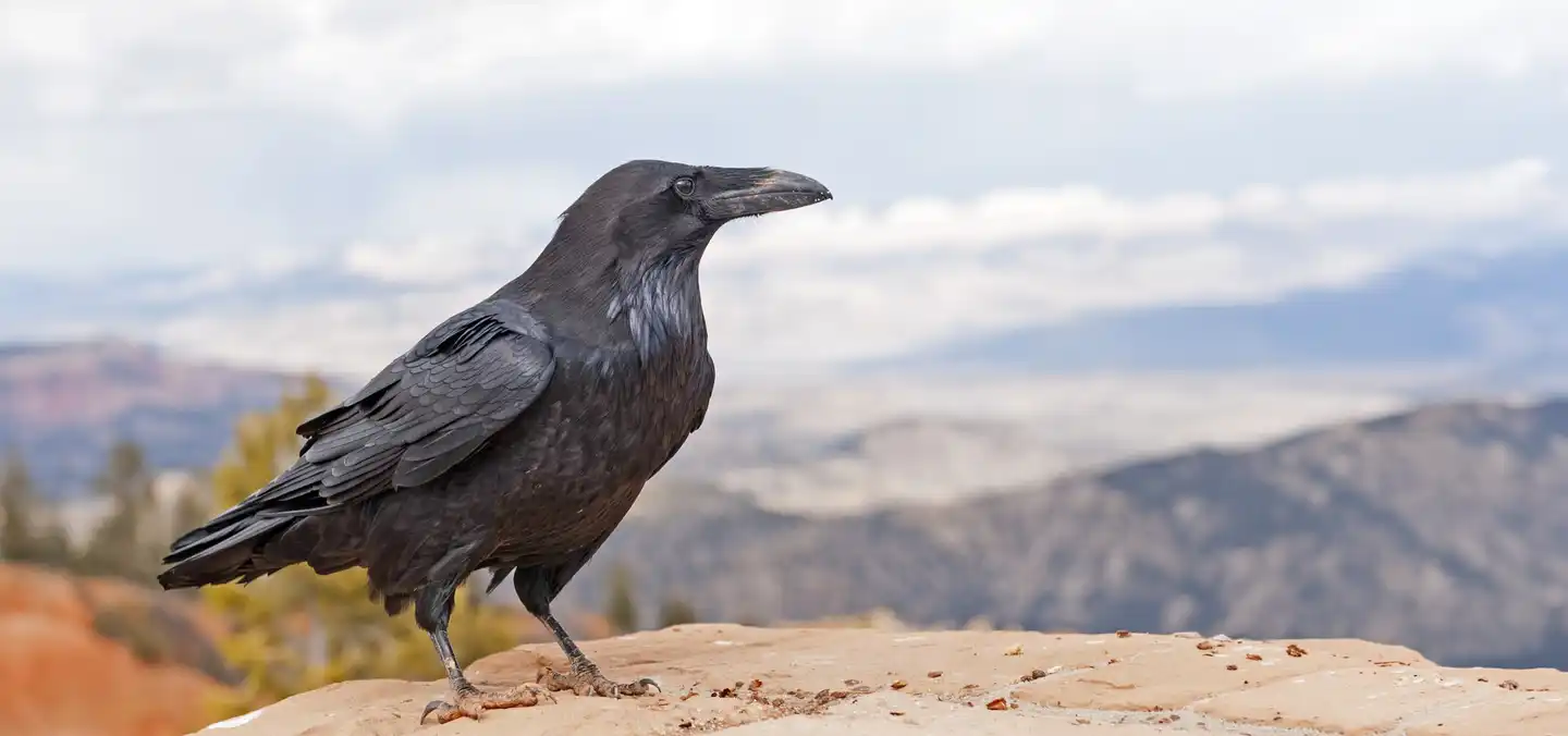 The enigmatic common raven: Unveiling its intelligence, adaptability, and cultural mystique