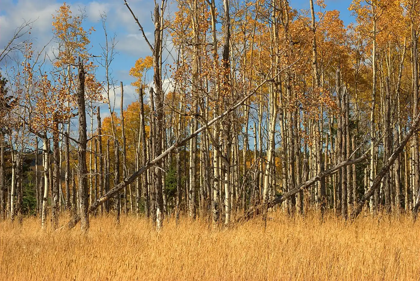 Northern Prairie & Aspen Forests (NA12)