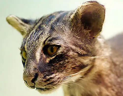 Iriomote cat (Prionailurus iriomotensis)