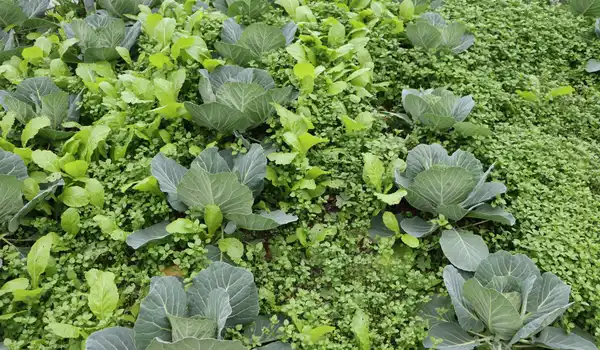 Polyculture