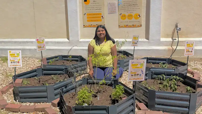 Pictures of Bee A Savior's completed pollinator garden. Image Credit: © Tanvi Chakka, Bee A Savior.