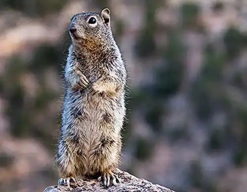 Baja California rock squirrel (Otospermophilus atricapillus)