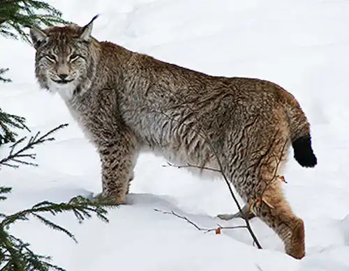Eurasian lynx (Lynx lynx)