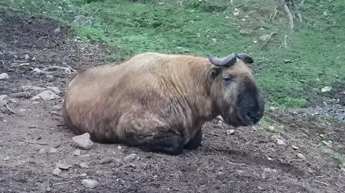 Takin (Budorcas taxicolor)