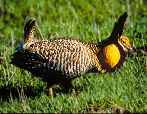 Attwater's prairie chicken (Tympanuchus cupido)