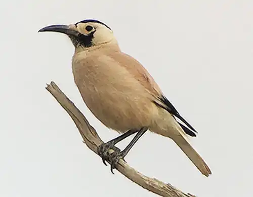 Xinjiang ground jay (Podoces biddulphi)