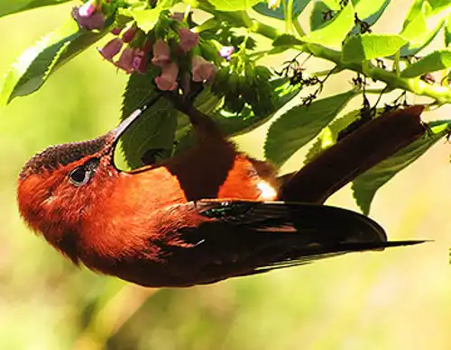 Juan Fernández firecrown (Sephanoides fernandensis)