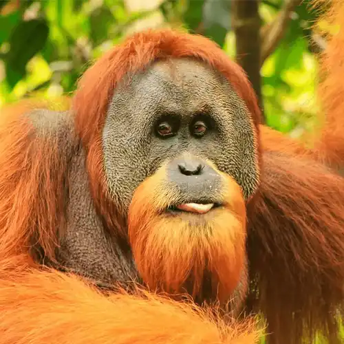 Sumatran orangutan (Pongo abelii)