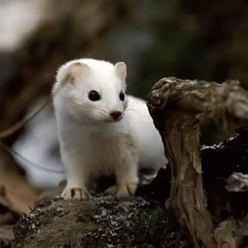 Haida ermine (Mustela haidarum)
