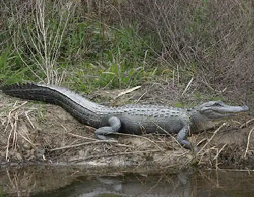Yangtze alligator (Alligator sinensis)