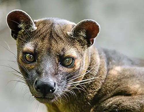Fossa (Cryptoprocta ferox)