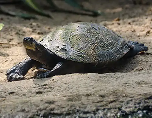 Arrau turtle (Podocnemis expansa)