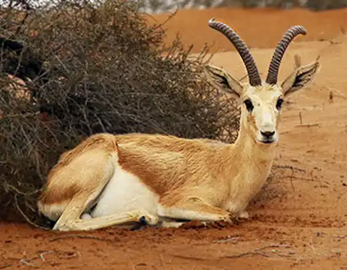Farasan gazelle (Gazella gazella farasani)