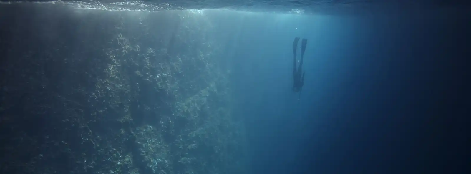 Fundación Malpelo y Otros Ecosistemas Marinos