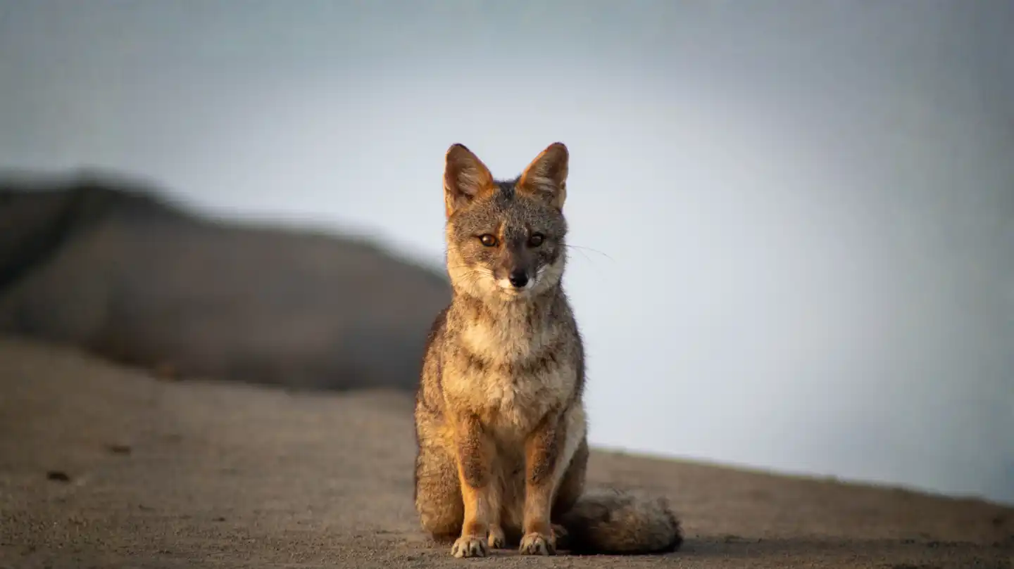 Secrets of the Sechuran fox: A desert survivor of South America