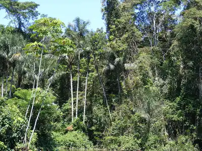 Western Amazonian Forests & Plains (NT18)