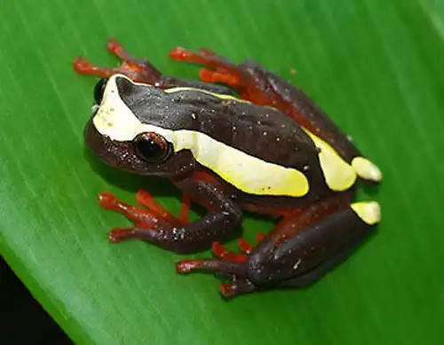 Clown frog (Atelopus varius)