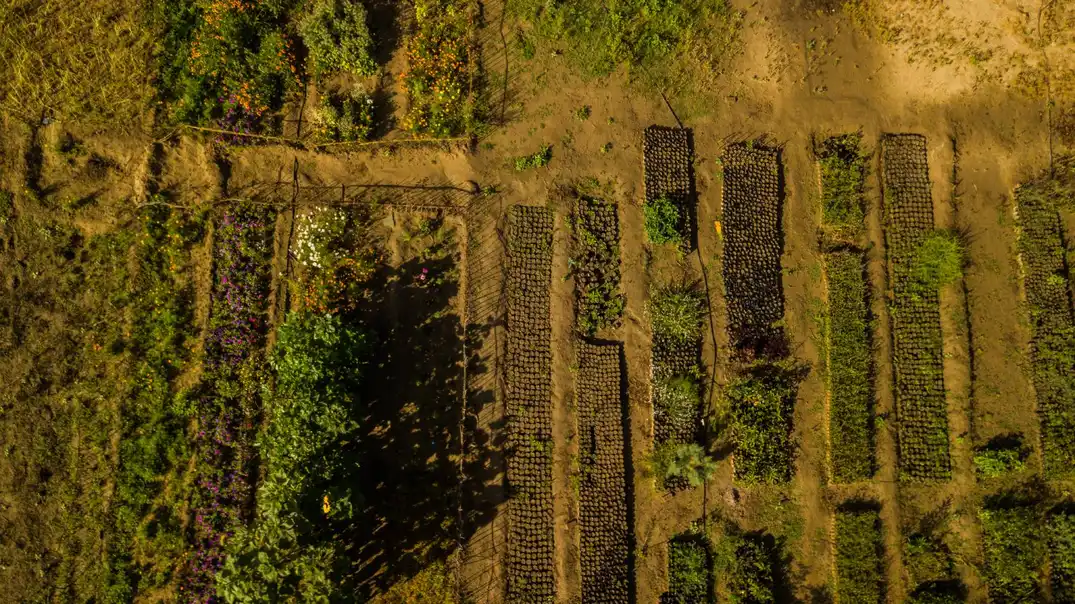 Agroforestry