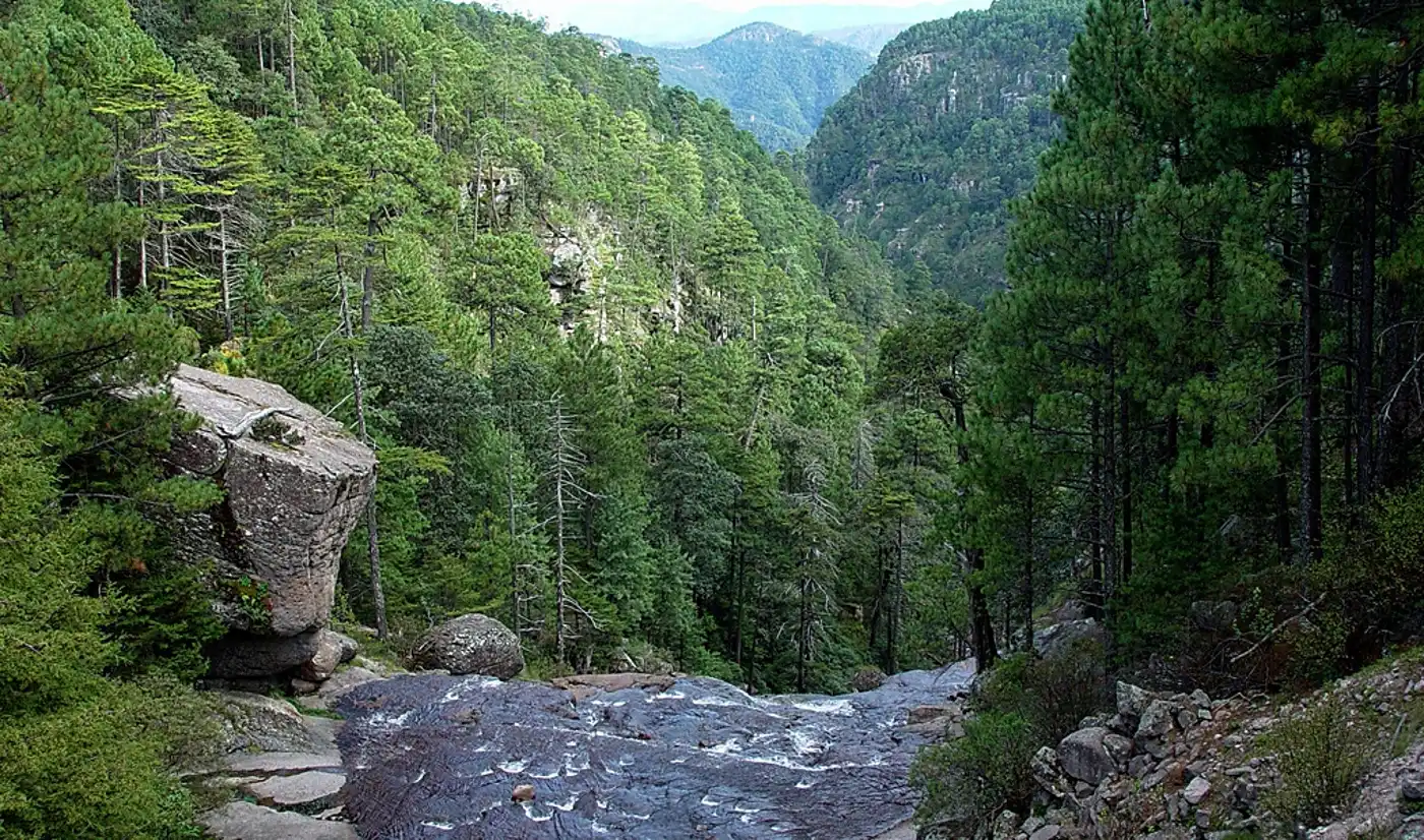 Sierra Madre Forests & Mexican Drylands (NA29)