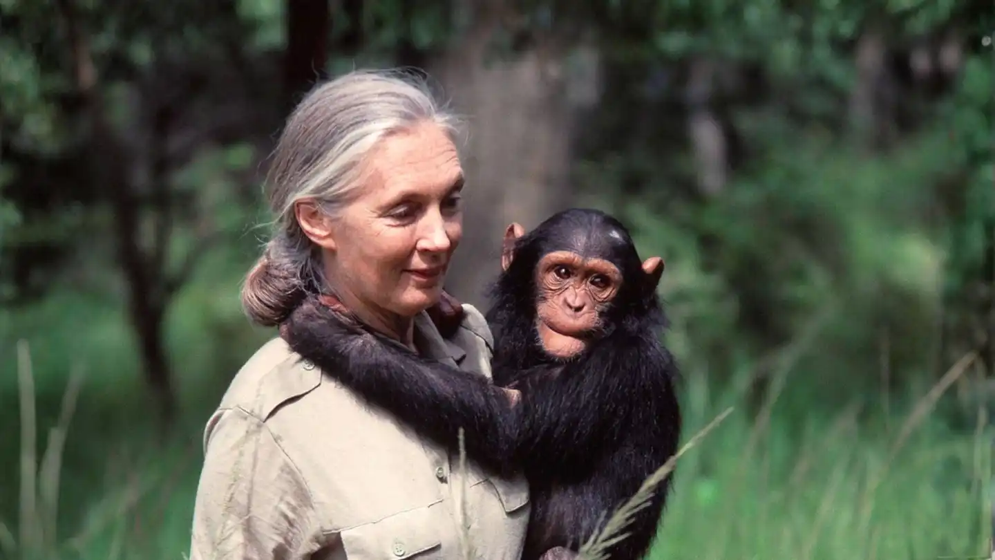 Dr. Jane Goodall’s enduring legacy of hope and conservation