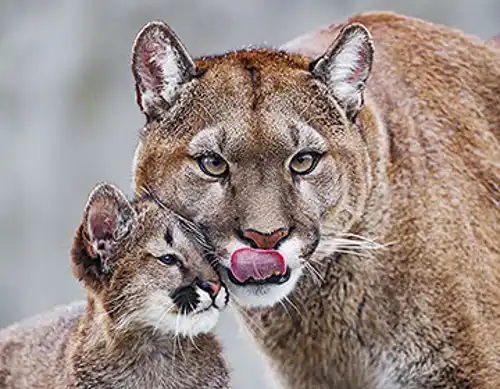 Puma (Puma concolor)