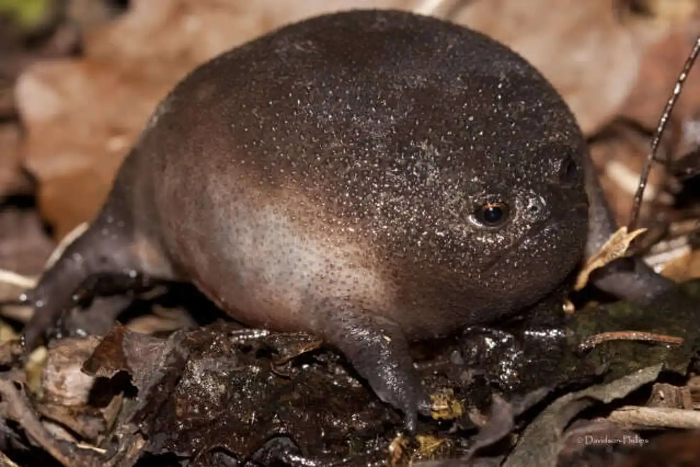 Black rain frogs: burrowing and always in a bad mood
